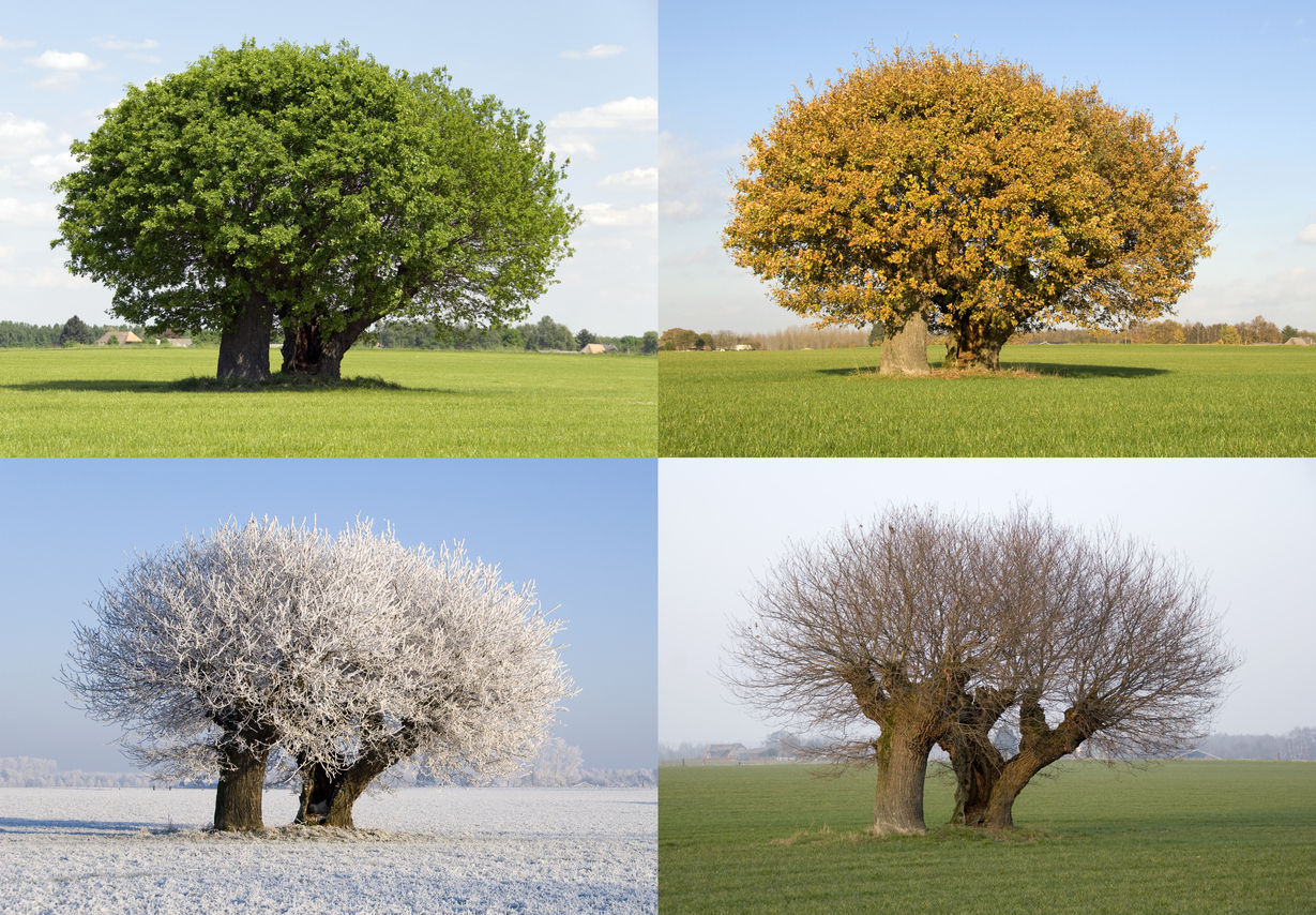 Cost Of Mature Tree